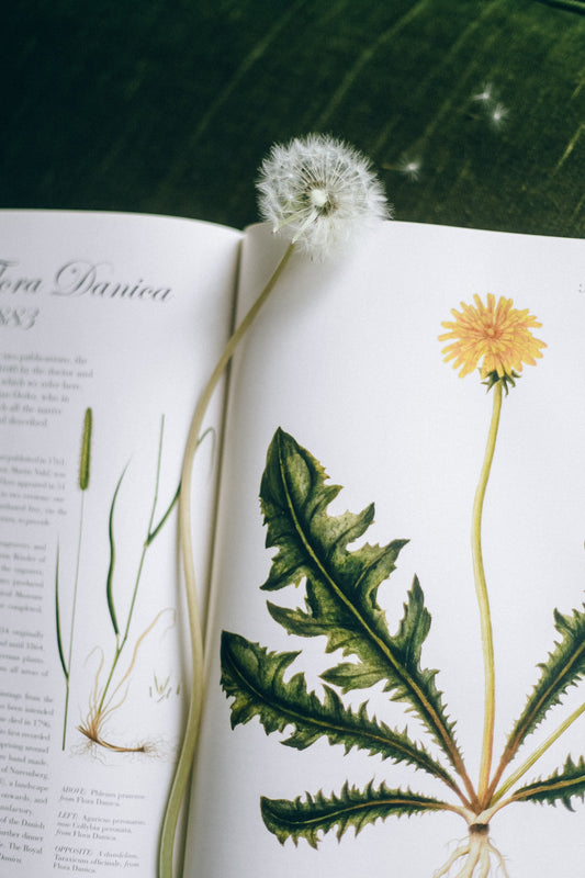 Dandelion