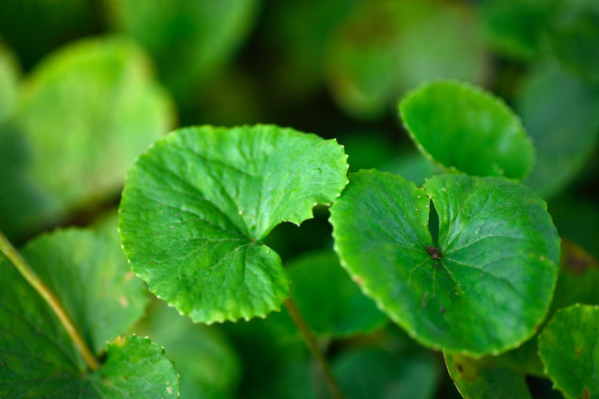 GOTU KOLA: Is it the Answer to Rejuvenation?