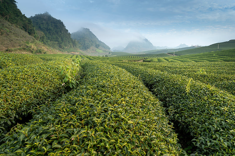 Top 5 Benefits of Steeping Loose Leaf Tea