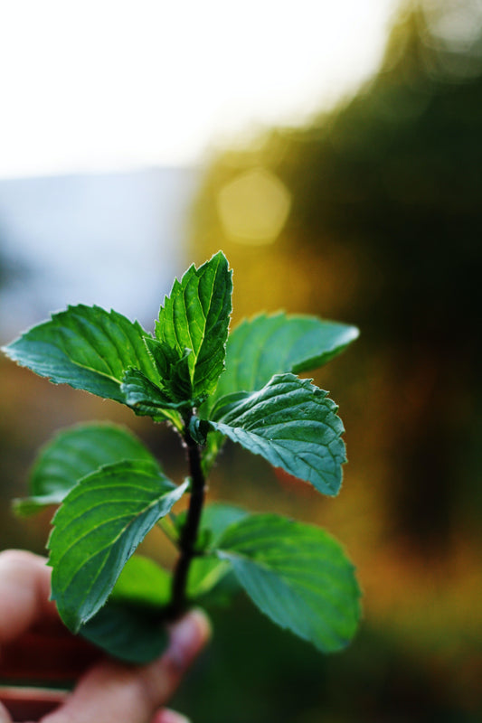 Peppermint benefits